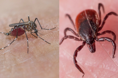 Image for TIPS TO HELP PREVENT MOSQUITOES AND TICKS